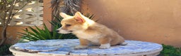 Welsh Corgi Pembroke perros en venta: Cachorros Welsh Corgi Pembroke! - Anuncio 4