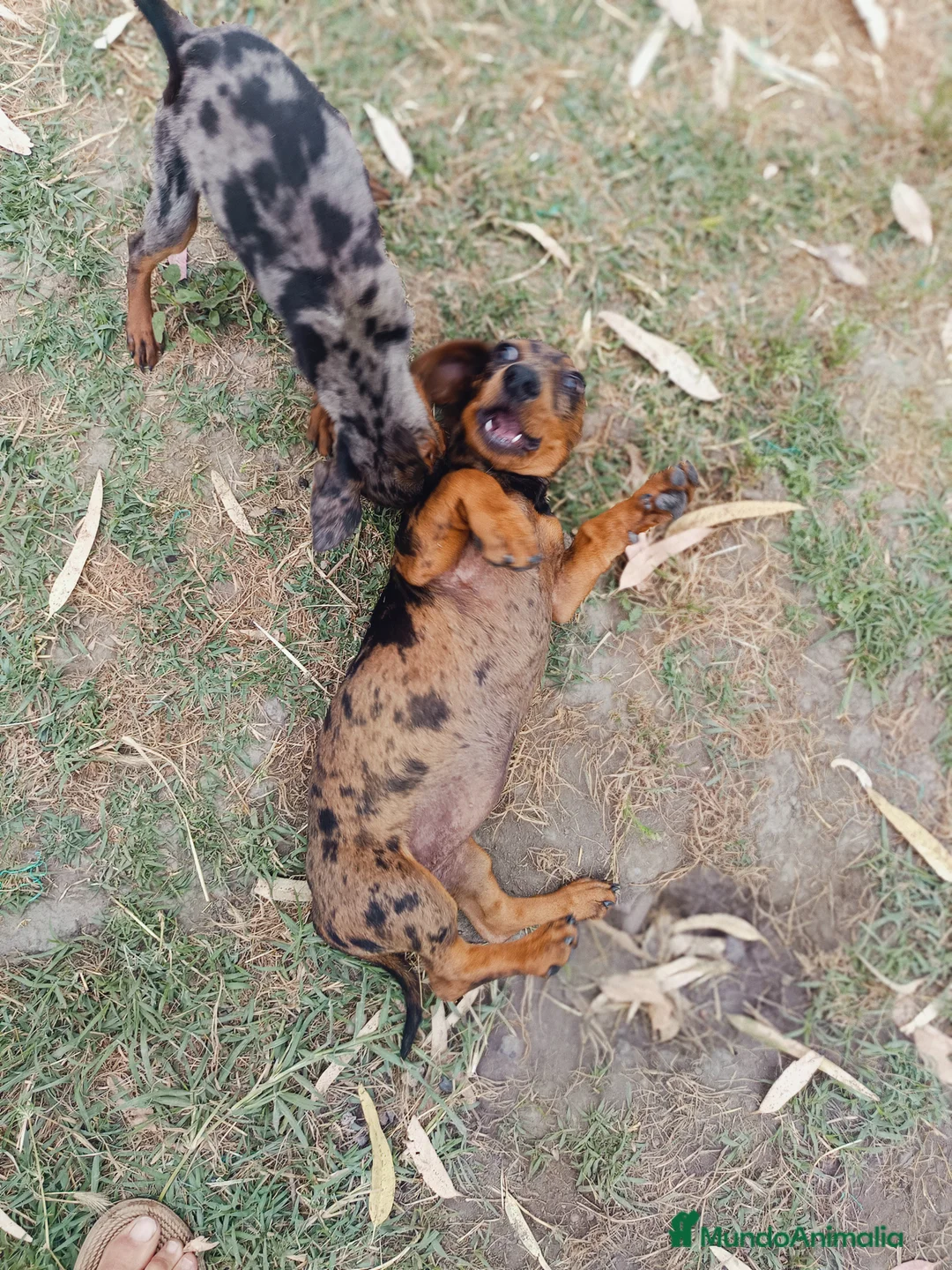 Teckel Miniatura perros en venta: Tequel miniatura - Anuncio 3