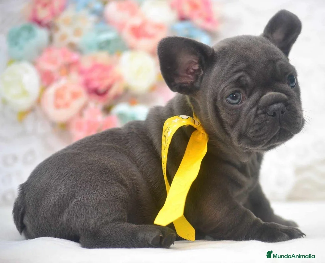 Bulldog Francés perros en venta: bulldog frances blue - Anuncio 3
