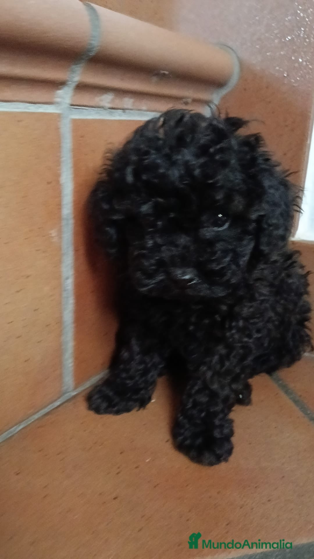 Caniche Toy perros Cachorros caniche toy  - Anuncio 1