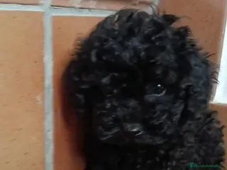 Caniche Toy perros Cachorros caniche toy - Anuncio 2