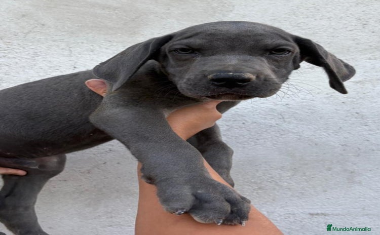 Dogo Alemán perros - Anuncio 1