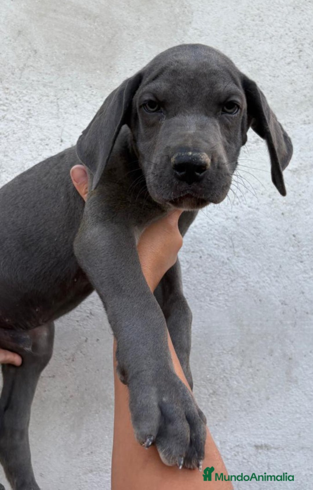 Dogo Alemán perros en venta: Gran Danés  - Imagen 1