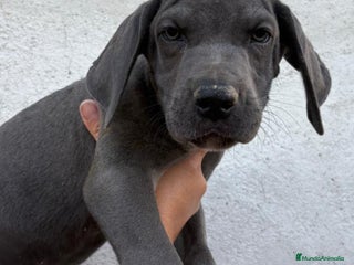 Dogo Alemán perros - Anuncio 3