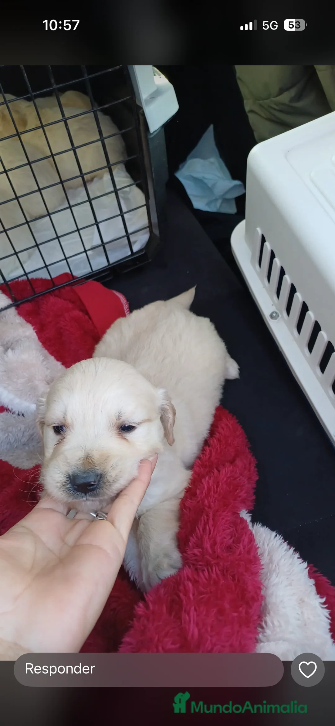 Golden Retriever perros en venta: Espectaculares hembras de golden retriever  - Anuncio 2