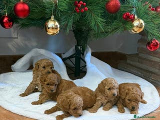 Caniche Toy perros Caniche toy - Anuncio 8