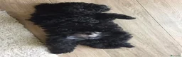 Caniche Toy perros en venta: Caniches negros🐶🐾 - Anuncio 2