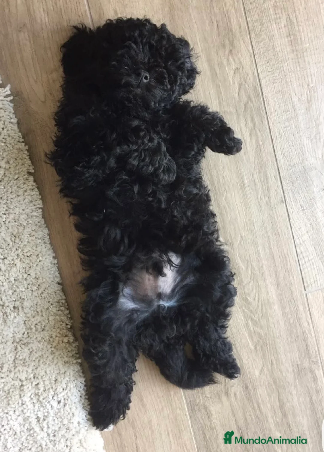 Caniche Toy perros en venta: Caniches negros🐶🐾 - Anuncio 2