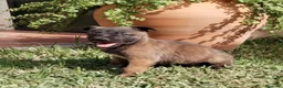 Pastor Belga Malinois perros en venta: Cachorros pastor belga malinois - Anuncio 3