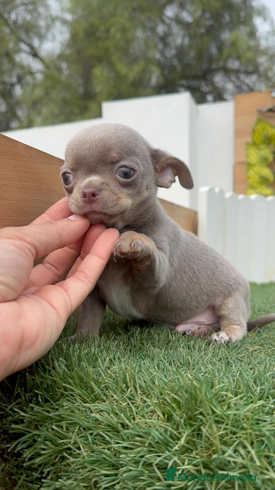 Chihuahua perros CHIHUAHUA MACHO LILAC AND TAN - Anuncio 2