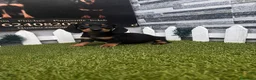 Teckel perros en venta: TECKEL - Anuncio 1