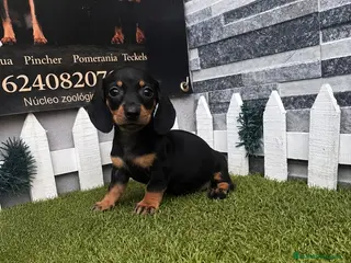 Teckel perros TECKEL - Anuncio 1