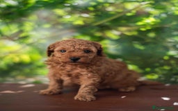 Caniche Toy perros en venta: Caniche toy macho - Imagen 6