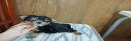 Yorkshire Terrier perros en venta: Yorkshire macho miniatura  - Anuncio 3