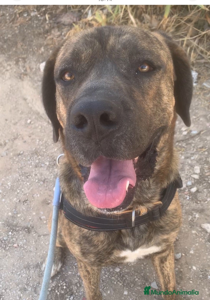 Raza Mixta perros THOR ❤️✨ en adopción  - Anuncio 1