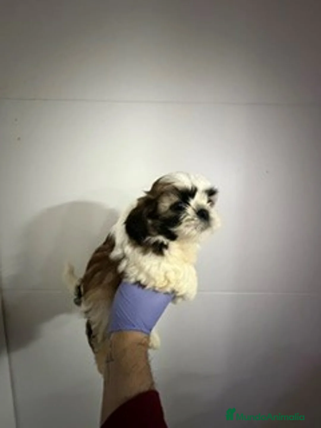 Shih Tzu perros en venta: shih tzu mini - Anuncio 1
