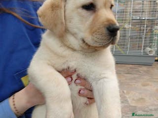 Labrador Retriever perros Camada LABRADOR RETRIEVER dorado - AQUANATURA en Barcelona - Anuncio 25