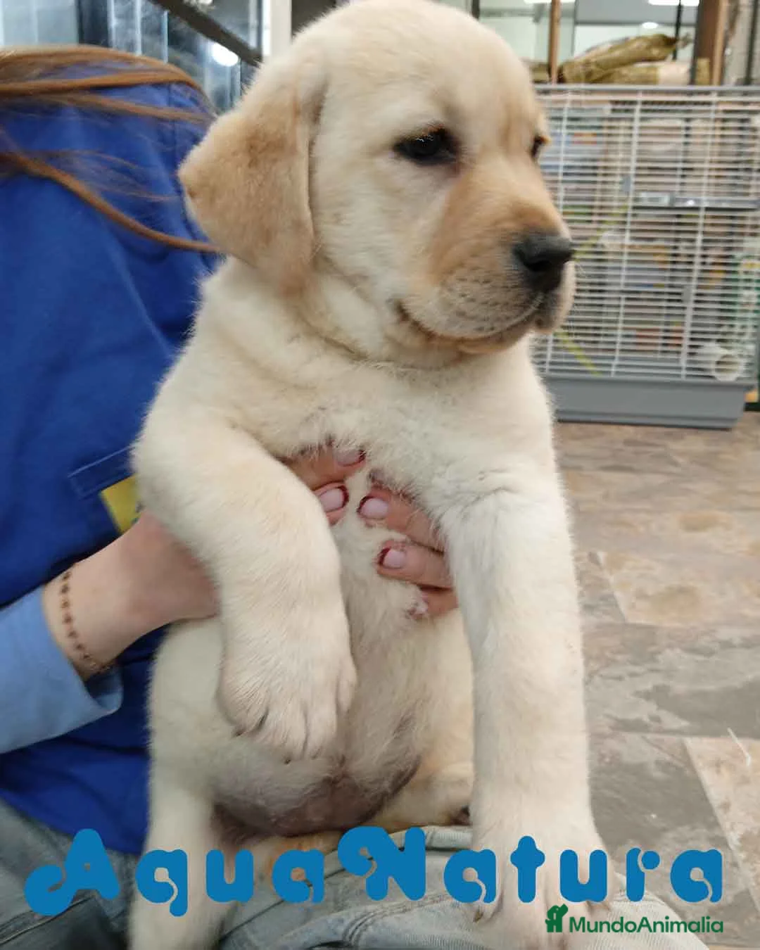 Labrador Retriever perros en venta: Camada LABRADOR RETRIEVER dorado - AQUANATURA en Barcelona - Anuncio 1