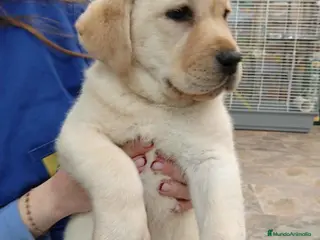 Labrador Retriever perros Camada LABRADOR RETRIEVER dorado - AQUANATURA en Barcelona - Anuncio 17