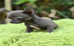 Chihuahua perros en venta: Chihuahua blue - Anuncio 2