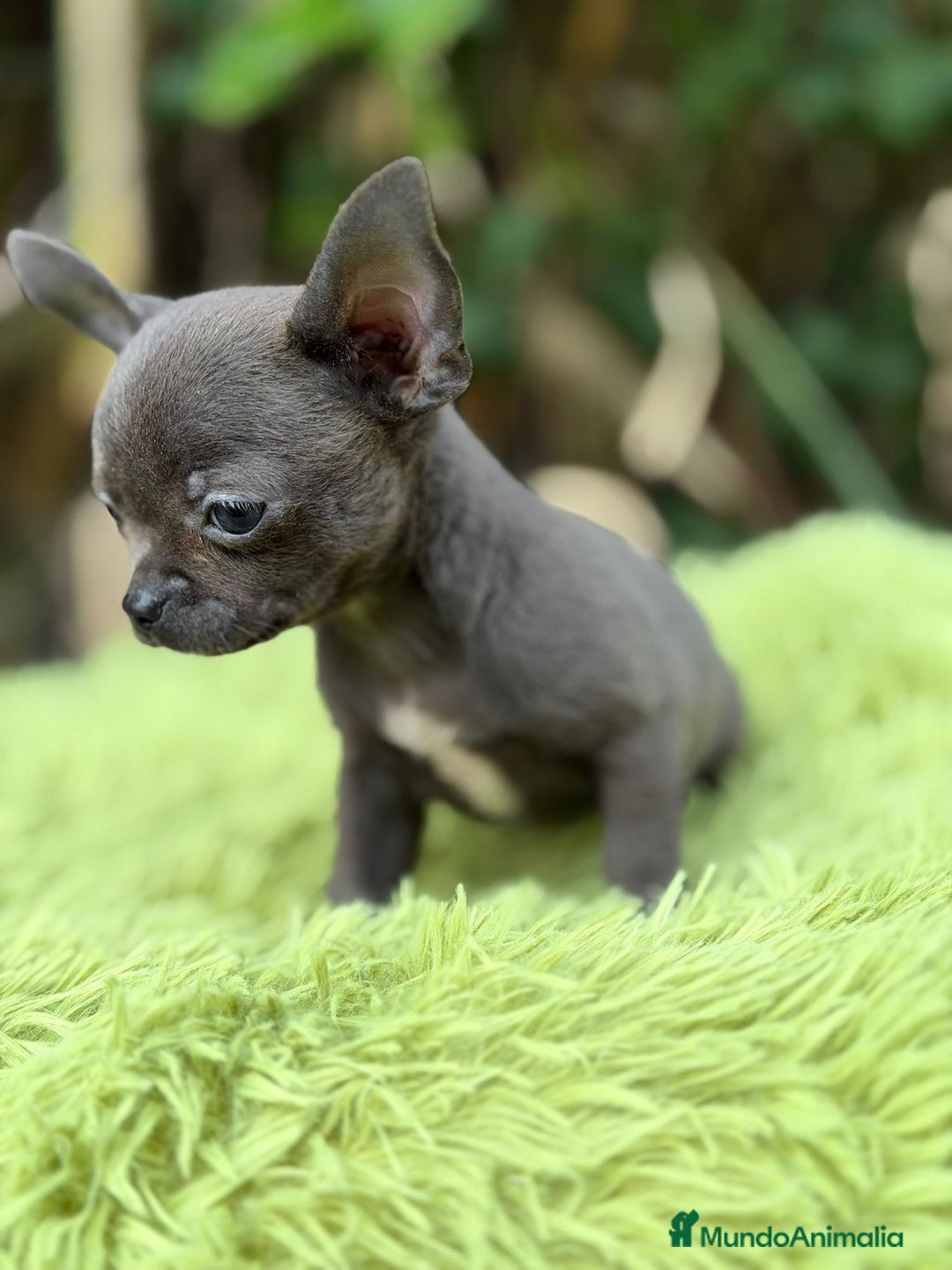 Chihuahua perros en venta: Chihuahua blue - Anuncio 2