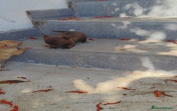 Chihuahua perros en venta: Chihuahua toy - Imagen 2