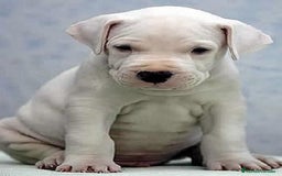 Dogo Argentino perros en venta: DOGO ARGENTINO , CACHORROS  631 67 03 85 - Imagen 4