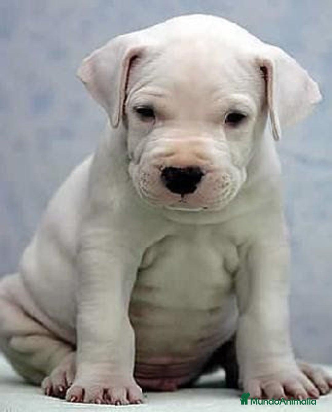 Dogo Argentino perros en venta: DOGO ARGENTINO , CACHORROS  631 67 03 85 - Imagen 4