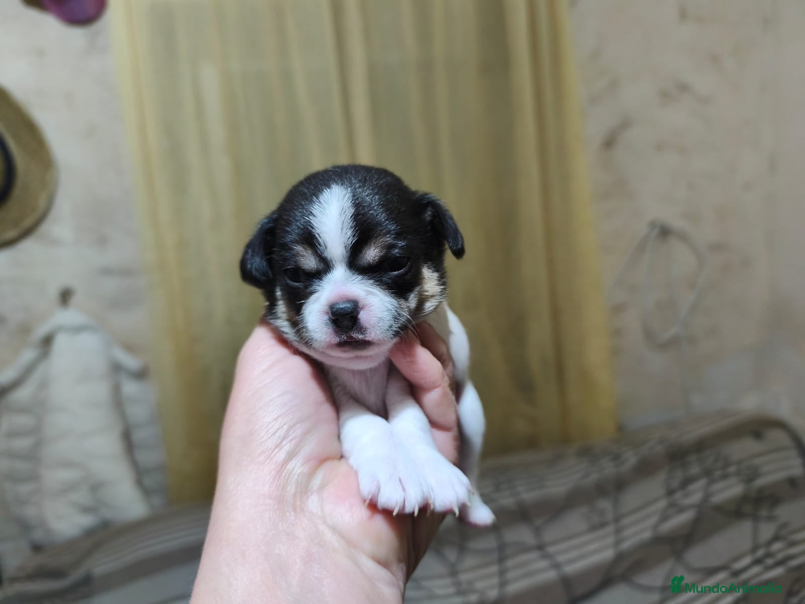 Chihuahua perros Chihuahua  - Anuncio 24