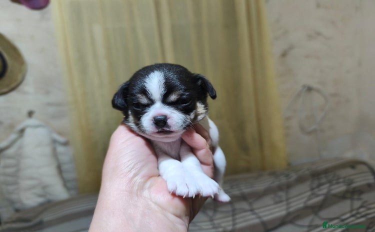 Chihuahua perros Chihuahua  - Anuncio 1