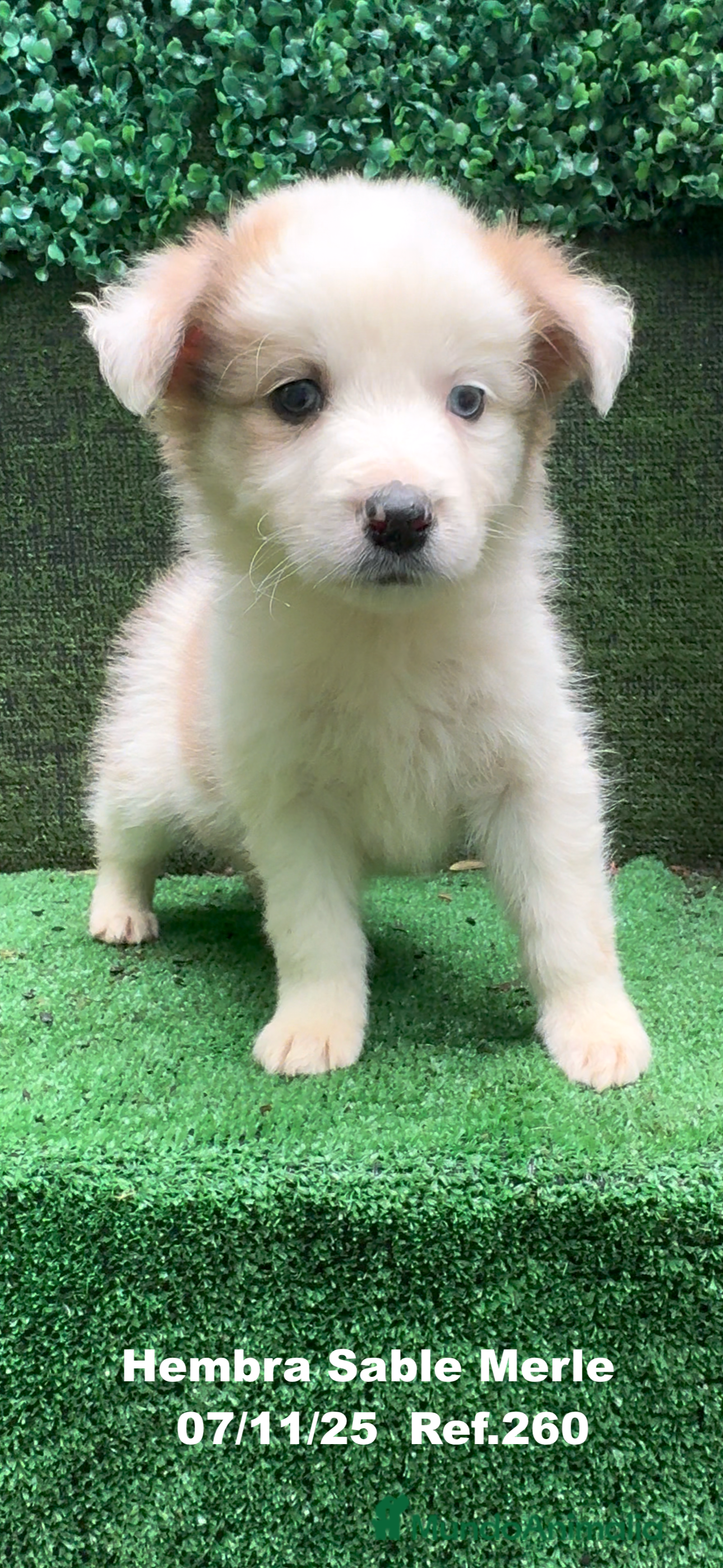 Border Collie perros Border Collie  - Anuncio 2