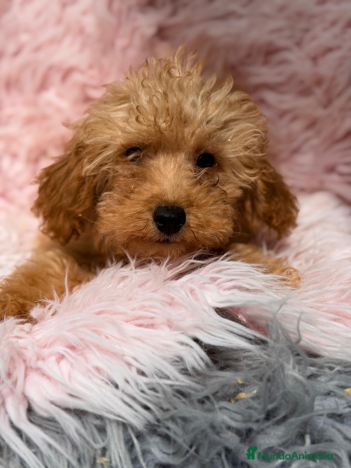 Maltipoo perros MALTIPOO HEMBRA  - Anuncio 1