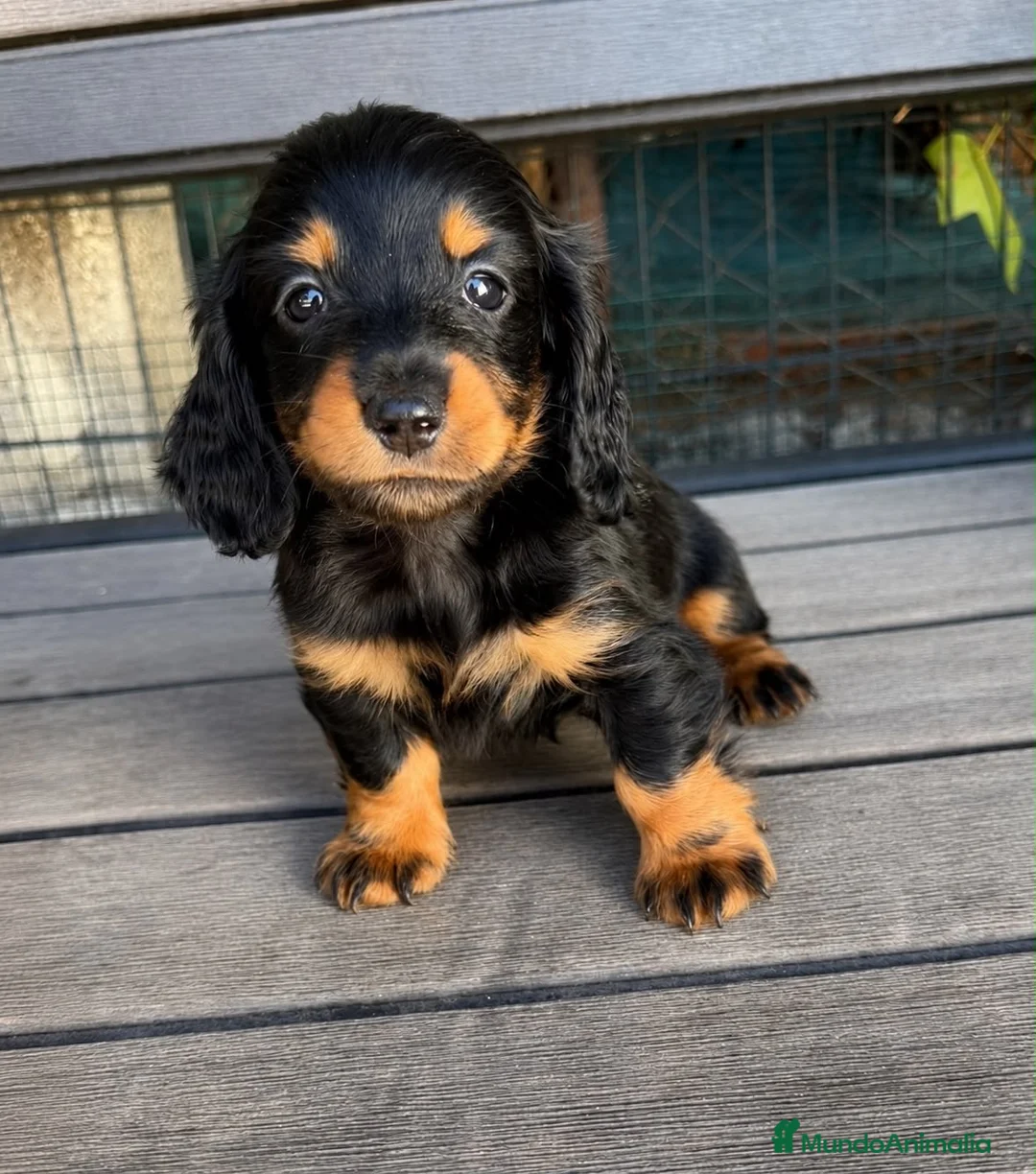 Teckel Miniatura perros en venta: Teckel miniatura pelo largo  - Anuncio 1