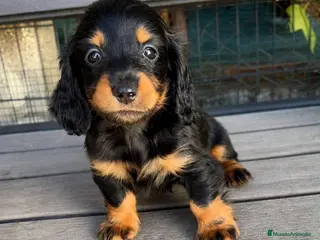 Teckel Miniatura perros Teckel miniatura pelo largo - Anuncio 25