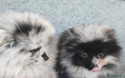 Pomerania perros en venta: POMERANIA MERLE - Anuncio 8