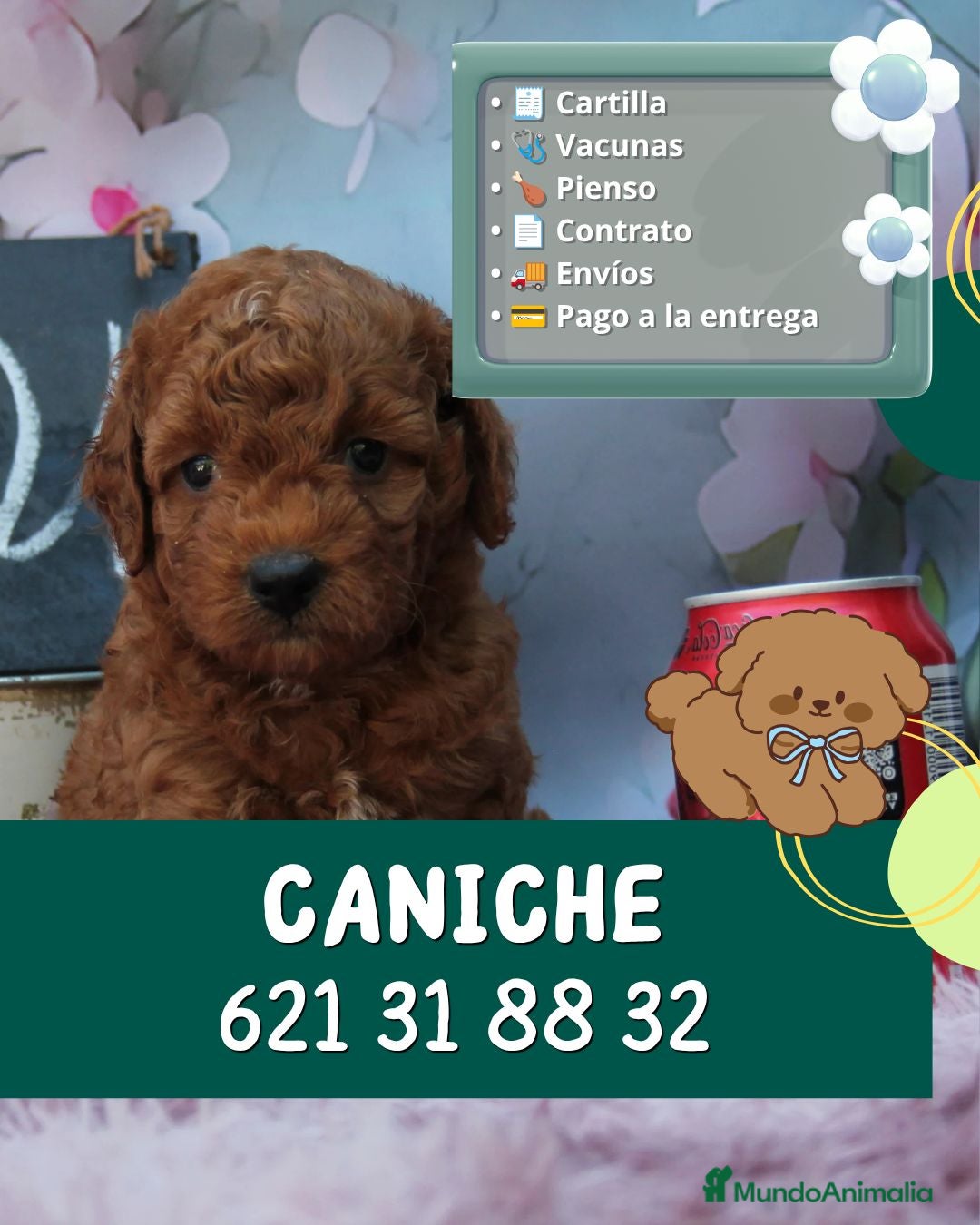 Caniche Enano perros Caniches enanos rojos y apricot - Anuncio 8