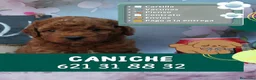 Caniche Enano perros en venta: Caniches enanos rojos y apricot - Anuncio 1