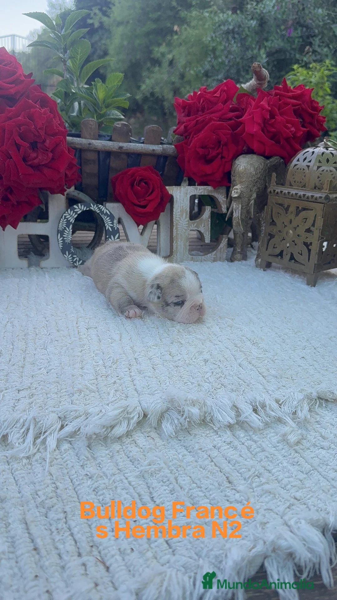 Bulldog Francés perros en venta: Bulldog Francés Preciosa Hembra Merle  - Anuncio 1