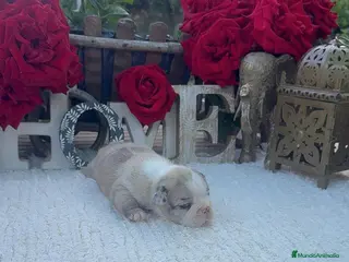 Bulldog Francés perros Bulldog Francés Preciosa Hembra Merle - Anuncio 1