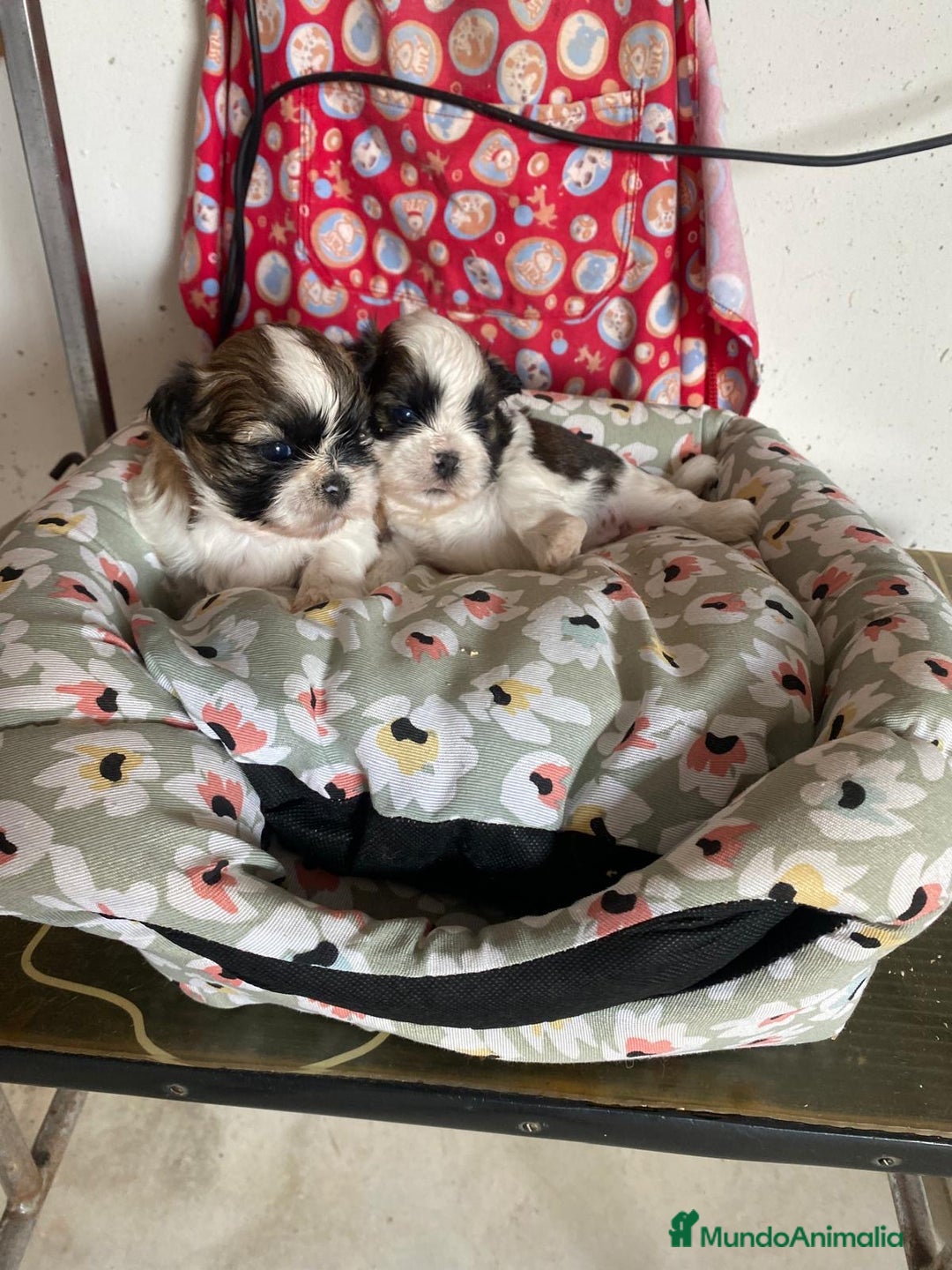 Shih Tzu perros en venta: CACHORRITOS DE SHIH TZU - Imagen 4