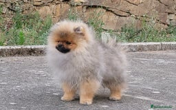 Pomerania perros en venta: Machito de calidad  - Imagen 2