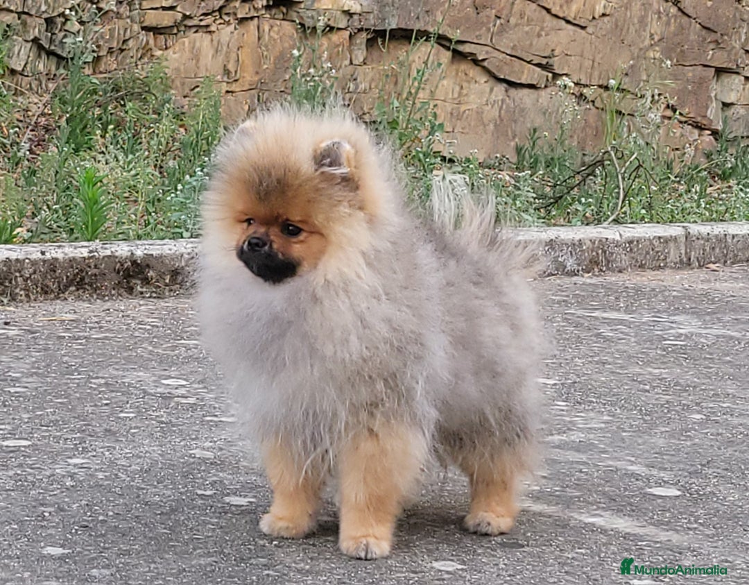 Pomerania perros en venta: Machito de calidad  - Imagen 2