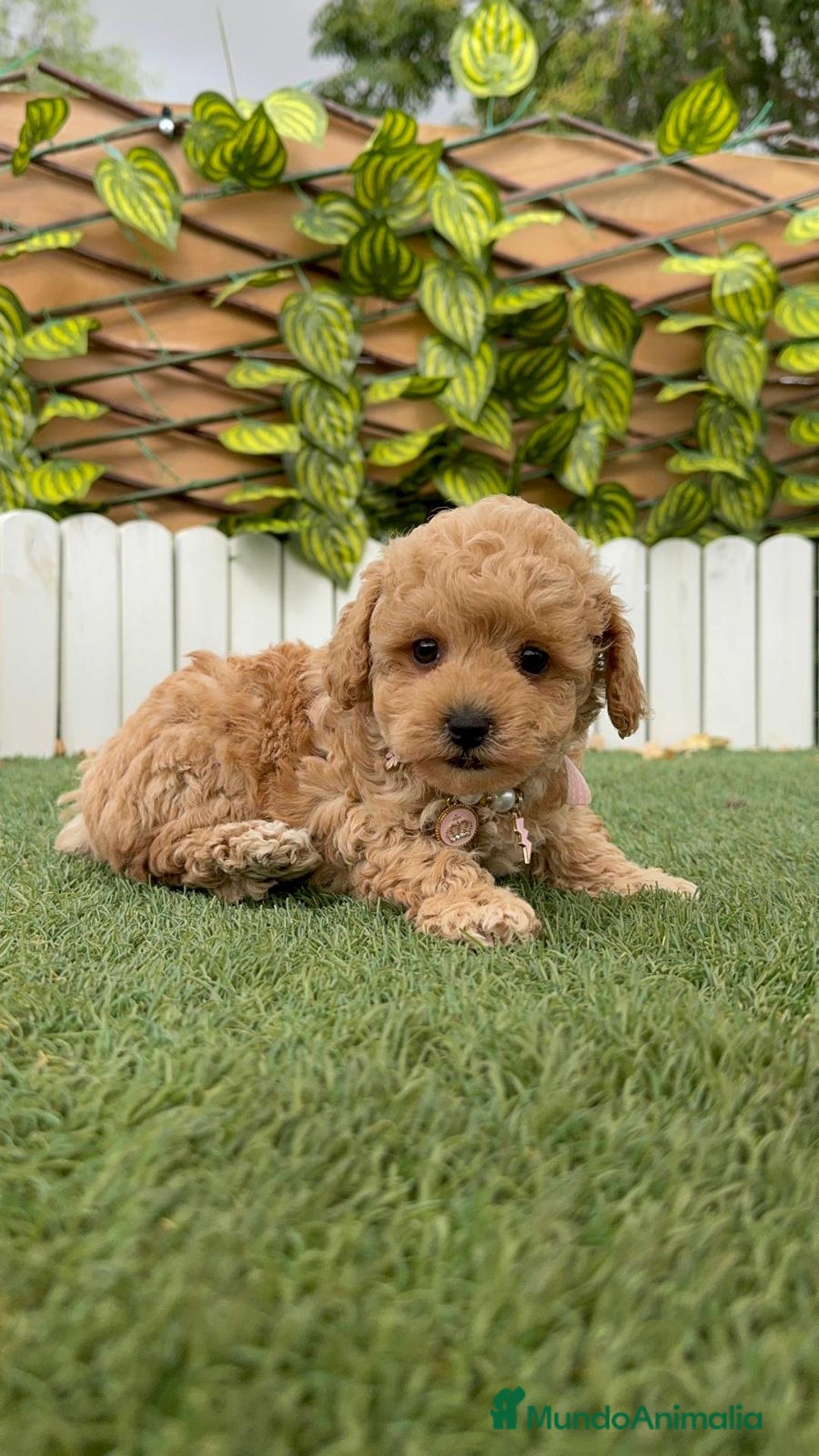 Caniche Toy perros en venta: CANICHE TOY HEMBRA - Imagen 5