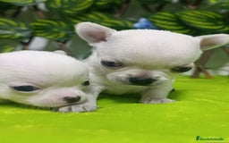 Chihuahua perros en venta: Lindos chihuahuas Toy  - Imagen 4