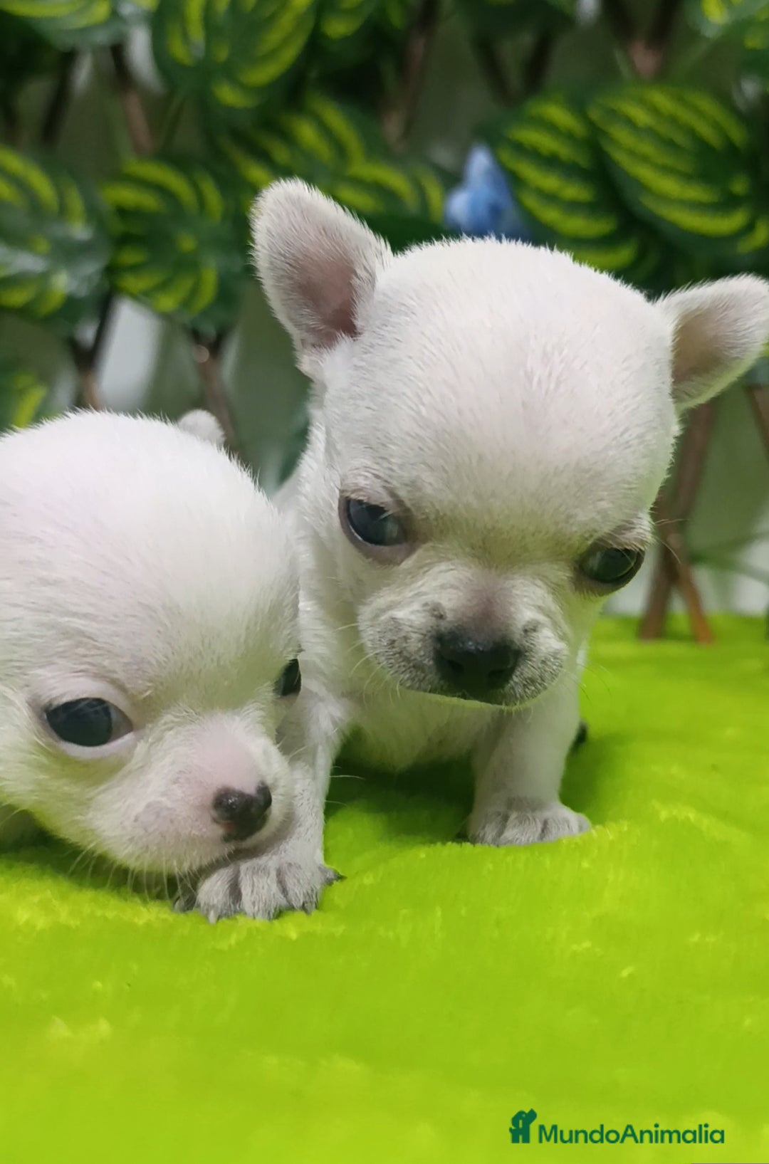 Chihuahua perros en venta: Lindos chihuahuas Toy  - Imagen 4