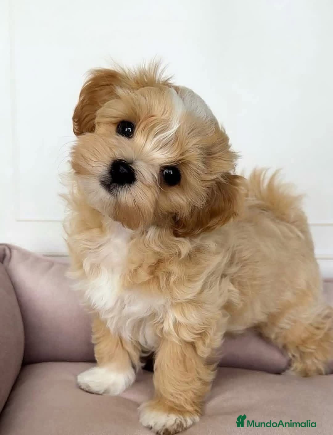 Maltipoo perros Maltipoo  - Anuncio 2
