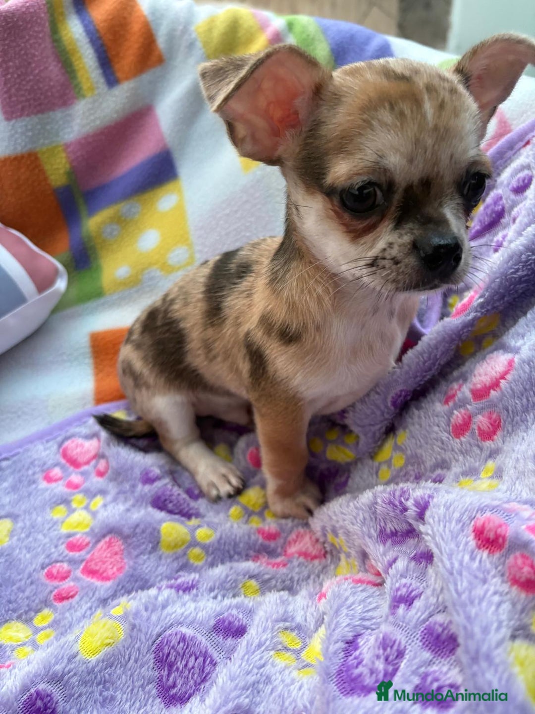 Chihuahua perros en venta: Chihuahua Machito merle toy - Imagen 14