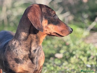 Teckel Miniatura perros Teckel miniatura - Anuncio 1