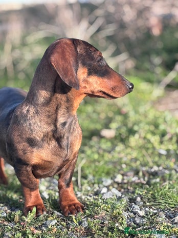 Teckel Miniatura perros Teckel miniatura - Anuncio 3