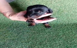Teckel perros en venta: 🌟Tekel Arlequín y Negros fuego🌟 - Imagen 3
